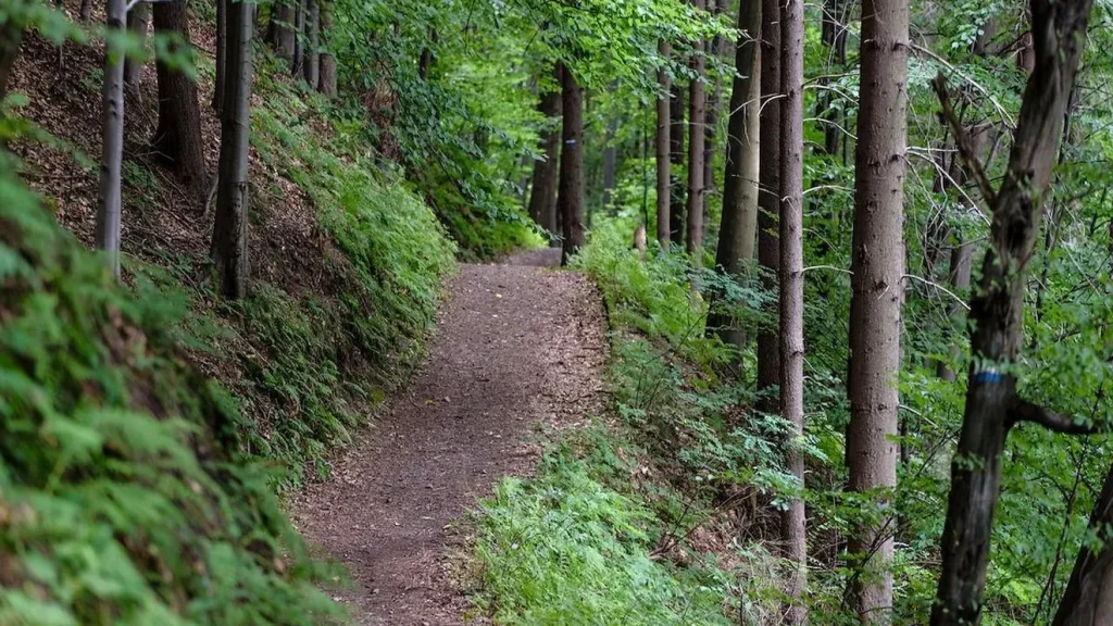 Potecă printr-o pădure de foioase