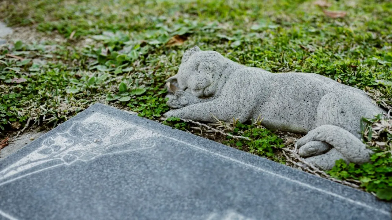 https___www.gandul.ro_wp-content_uploads_2026_08_pexels-rdne-6841170-scaled-e1786443780520-1280x568