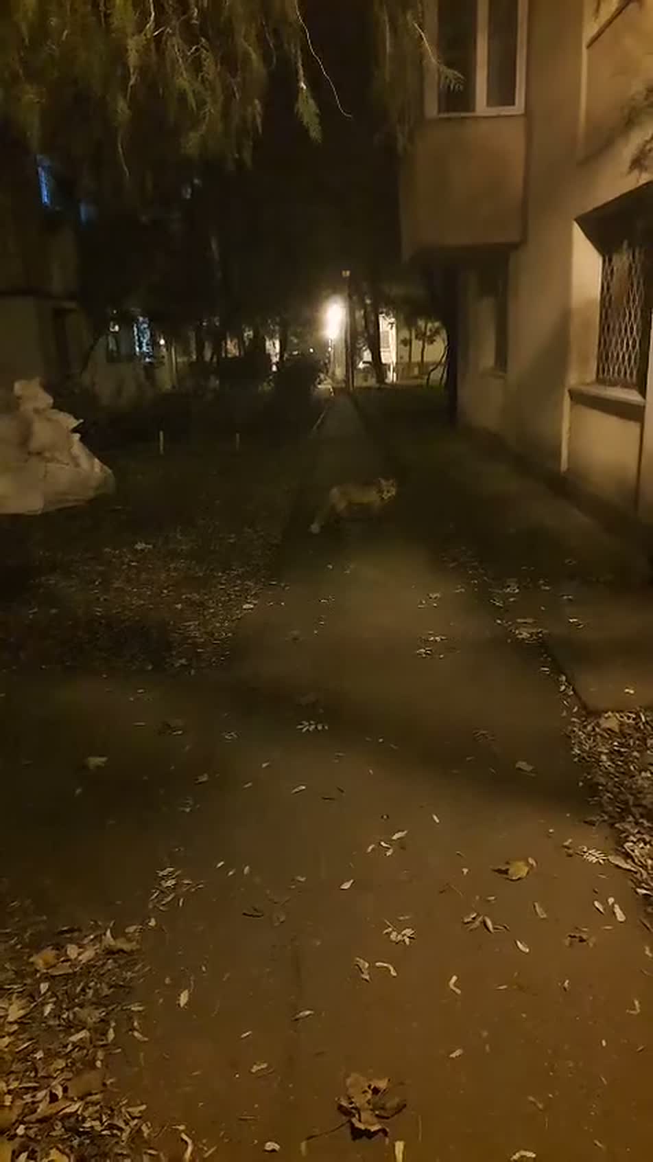 Vulpe pe o alee întunecată dintre blocuri, în cartierul Copou din Iași